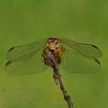 Crocothemis_erythraea_bd0877