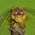 Crocothemis_erythraea_bd0887