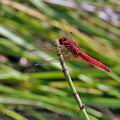 Crocothemis_erythraea_bg1314