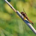 Crocothemis_erythraea_bg1321