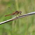 Crocothemis_erythraea_bg1346