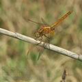 Crocothemis_erythraea_bg3060