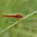 Crocothemis_erythraea_bg3111