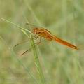 Crocothemis_erythraea_bg3143