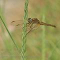 Crocothemis_erythraea_bg3163