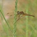 Crocothemis_erythraea_bg3163