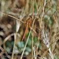 Crocothemis_erythraea_bg4634