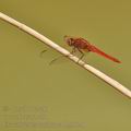 Crocothemis_erythraea_bg5020