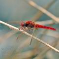 Crocothemis_erythraea_bg7755