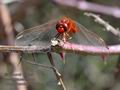 Crocothemis_erythraea_hh4865