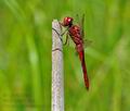 Crocothemis_erythraea_hz8994