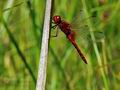 Crocothemis_erythraea_hz9003