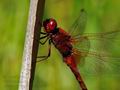 Crocothemis_erythraea_hz9007