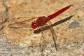 Crocothemis_erythraea_ka1520