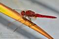 Crocothemis_erythraea_ka1535