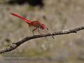 Crocothemis_erythraea_pb080904