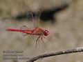 Crocothemis_erythraea_pb080960