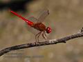 Crocothemis_erythraea_pb080973