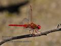 Crocothemis_erythraea_pb080975