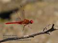 Crocothemis_erythraea_pb080976