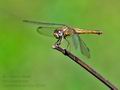 Crocothemis_servilla_fd9246