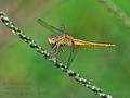 Crocothemis_servilla_fd9265