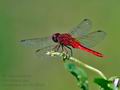 Crocothemis_servilla_fd9284