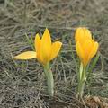 Crocus_flavus_ae3034