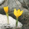 Crocus_flavus_ae3038