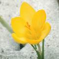 Crocus_flavus_ae3040