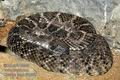 Crotalus_atrox_fd1738