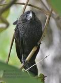 Crotophaga_ani_md1747