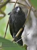 Crotophaga_ani_md1747