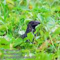 Crotophaga_sulcirostris_eb6187