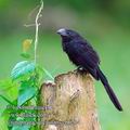 Crotophaga_sulcirostris_eb6214