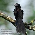 Crotophaga_sulcirostris_eb6762