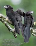 Crotophaga_sulcirostris_eb6772