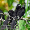 Crotophaga_sulcirostris_eb6789