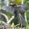 Crotophaga_sulcirostris_eb6810