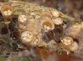 Crucibulum_laeve_a8624