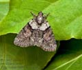 Cryphia_algae_jn2222s