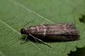 Cryptoblabes_bistriga_cu3792s