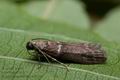 Cryptoblabes_bistriga_cu3816s