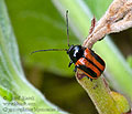 Cryptocephalus_bipunctatus_bs2156