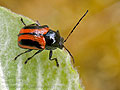 Cryptocephalus_bipunctatus_bs2161