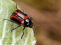 Cryptocephalus_bipunctatus_bs2174