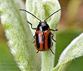 Cryptocephalus_bipunctatus_bs2191