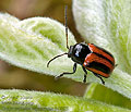 Cryptocephalus_bipunctatus_bs2203