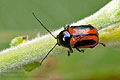 Cryptocephalus_bipunctatus_bs2213