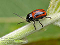 Cryptocephalus_bipunctatus_bs2214